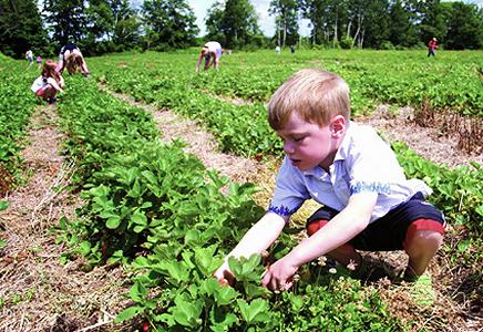 Berry Farms & Events