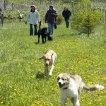 Karen leads a pack walk. Keep moving- When dog owners stand around, their dogs tend to ‘pack up’, either away from people, or under everyone’s feet. <br />Photo by Tim Bellhouse