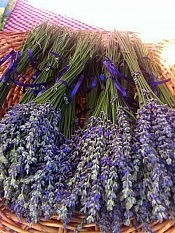 Fresh herbs and lavender will be available at the Market in early July (photo: Jillian Bishop)