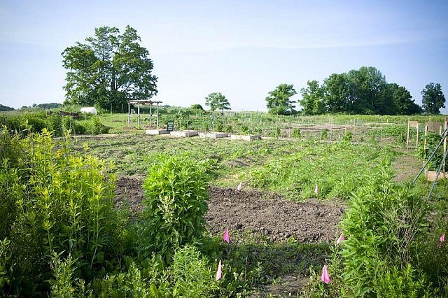 An edible landscape that Amanda managed and helped to develop in Cambridge, Ontario (photo courtesy Elemental Ecological)