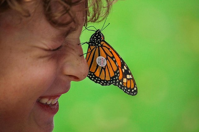 George puts some sugar water on his nose, and a butterfly licks it up! You can also see the small adhesive butterfly tag that has been attached to the monarch's wing. (Photo: Samantha Stephens)