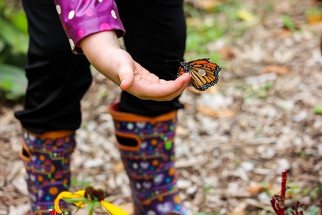  Aisla brings this monarch butterfly into the GreenUP Ecology Park garden for release (photo: Samantha Stephens)