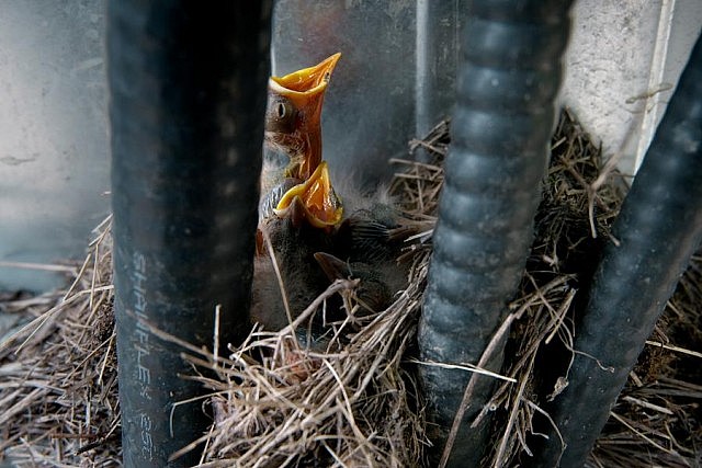 A still from "The Messenger", showing a nest of baby American robins living in an industrial site in Alberta's Boreal Forest.
