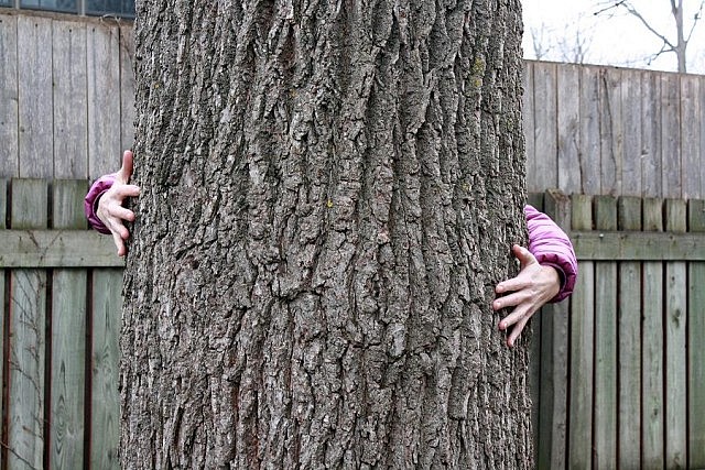 Children and adults alike can feel the love: science confirms hugging trees can help improve concentration levels and reaction times, have positive effects on mental illnesses, and increase mental capacity and overall well being (photo: Karen Halley)