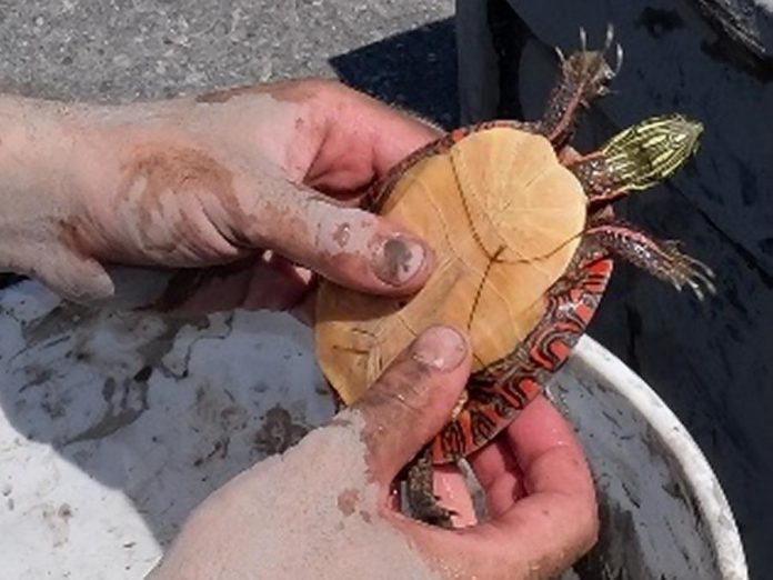 One of the relocated painted turtles, which get their name from the distinctive red or orange markings on the sides of their shells