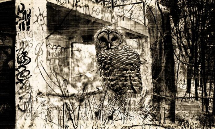 "Urban Owl" (photo Courtesy of Mossworks Photography)