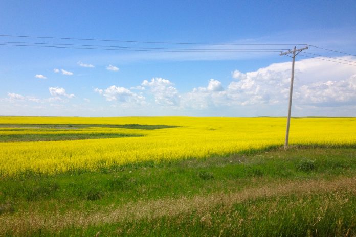 Yellow as far as the eye can see: canola fields in Tofield, Alberta (photo: Josh Fewings)