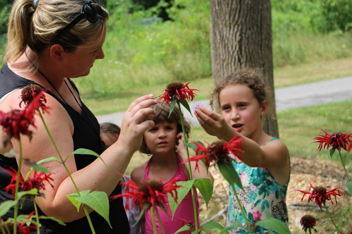 GreenUP Educator Danica Jarvis explains the benefits of using backyard plants to make flavoured water including Bee Balm, shown here growing in the GreenUP Ecology Park Food Forest, which is also a great pollinator plant.
