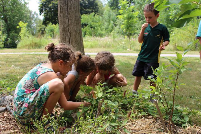 Children in GreenUP Ecology Park Earth Adventures summer camp investigate a wild raspberry patch to enjoy the delicious benefits of wild edibles; with the rise in community and school yard gardens in this region, kids  are gaining interest in gardening, hands-on skills, and the ability to identify plants. 