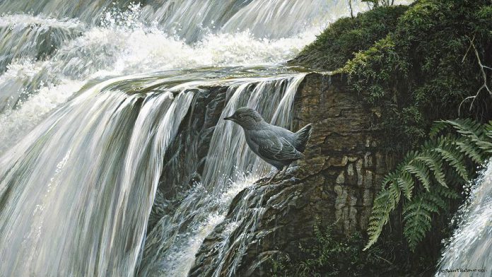 In 1981, Bateman was painting "Dipper By The Waterfall" at Buckslides in Haliburton when he discovered a path that led to the property he and his wife purchased (painting by Robert Bateman)
