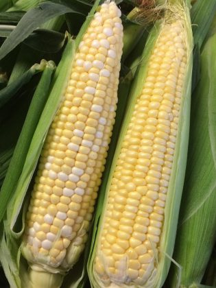 Two of the many varieties of corn grown at Mclean Berry Farm: Fast Lane and Honey Select. (Photo: Mclean Berry Farm)