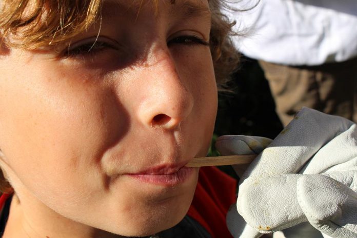 A child attending Open Hive! At GreenUP Ecology Park, enjoys a sample of honey from the onsite hive.  The colour and taste of honey will differ depending on the source of nectar or the species of flowers in bloom. (Photo: Karen Halley)