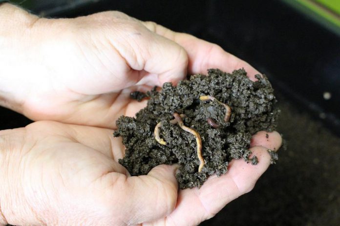 Red Wigglers are a small, red-bodied worm ideal for composting indoors. They eat half their body weight in food each day, quickly converting food scraps into nutrient rich compost for your garden and indoor plants. (Photo: Karen Halley)