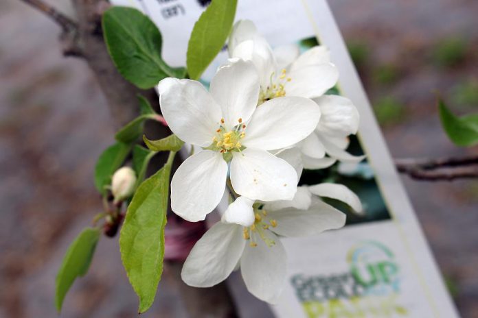 An apple blossom blooms in GreenUP Ecology Park tree nursery this spring. Autumn is the best time plant a tree, whether you are planting it to grow food, increase shade, attract birds, or reduce flooding. (Photo: Karen Halley)