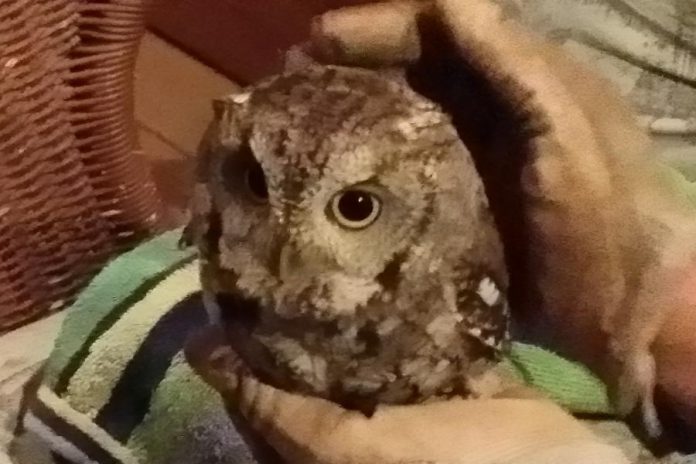 After several minutes, the small owl recovered from its window encounter and flew off into the night (photo: Richard Connolly)