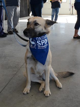 Keira was brought to Buttonville Airport last year in a similar dog transfer. Her owner Leia says that Keira was easier to train than she expected. "She adjusted so well." (Photo: Eva Fisher)