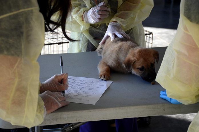 The dogs were given a gentle medical examination and even some treats when they arrived at the airport. (Photo: Eva Fisher