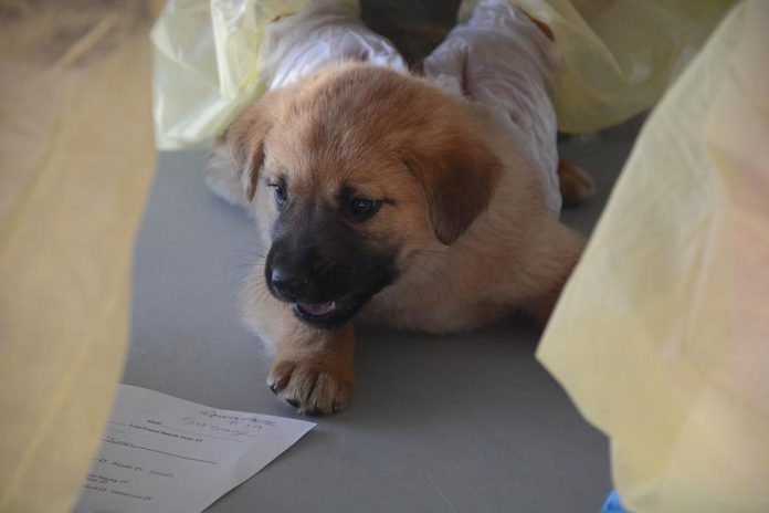 All of the puppies and their moms were to be sent to the Peterborough Humane Society for the night. (Photo: Eva Fisher)