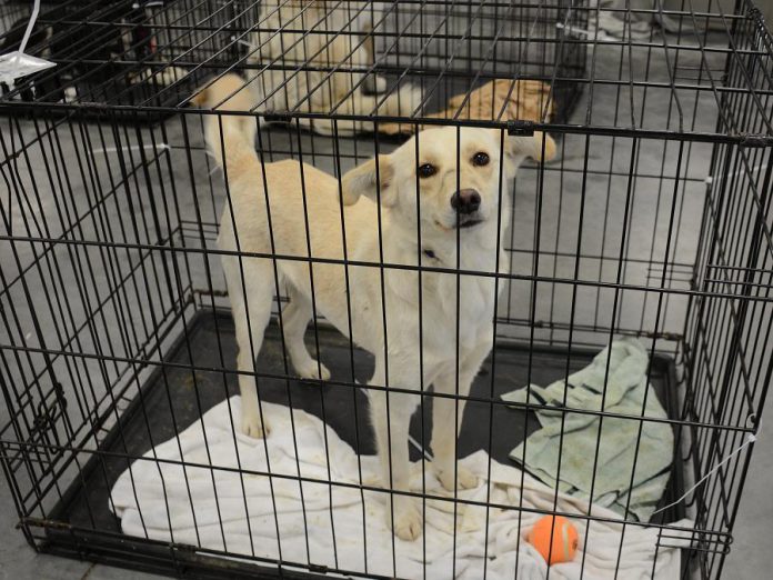 The dogs were crated for the flight and given toys for the journey. (Photo: Eva Fisher)