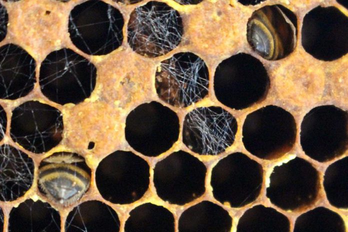 This honeycomb, from a frame removed from the GreenUP Ecology Park hive, shows that workers died while depositing pollen and feeding on honey; you can see the tips of their abdomens in the cell. (Photo: Karen Halley, GreenUP)