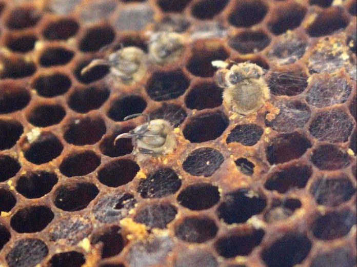 This honeycomb shows bees that died as they emerged from their cells as adults; you can see their heads facing outwards from the cell as they tried to emerge. As we face the pollinator crisis in Peterborough, GreenUP continues to expect that one out of every six of our local hives will face colony collapse disorder.  (Photo: Karen Halley, GreenUP)