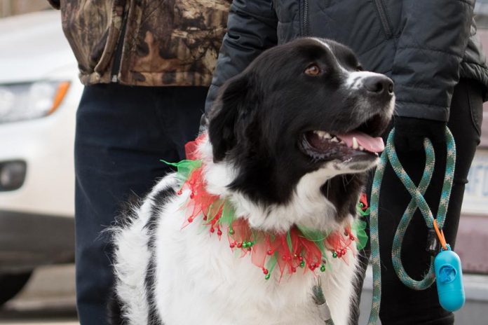 Everybody gets into the Christmas spirit during Christmas in the Village in Millbrook (photo: Marjorie McDonald)