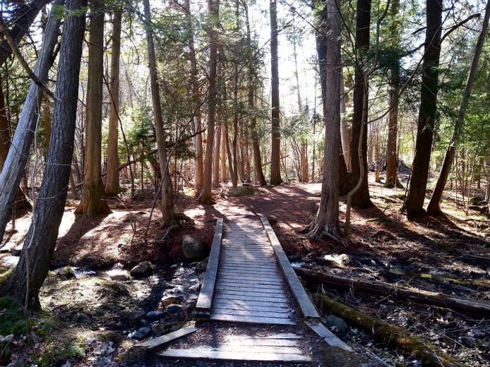 A new study identified an old-growth forest along the shores of Jackson Creek in Peterborough, including 250-year-old trees (photo courtesy of Ancient Forest Exploration & Research)