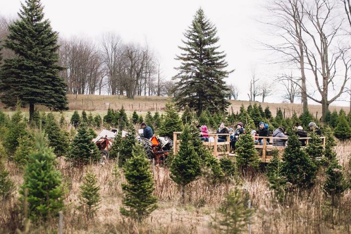 Take your family on an outing to harvest your own real Christmas tree using our guide to local tree farms in the Kawarthas (photo: Barrett's Christmas Tree Farm in Cobourg)
