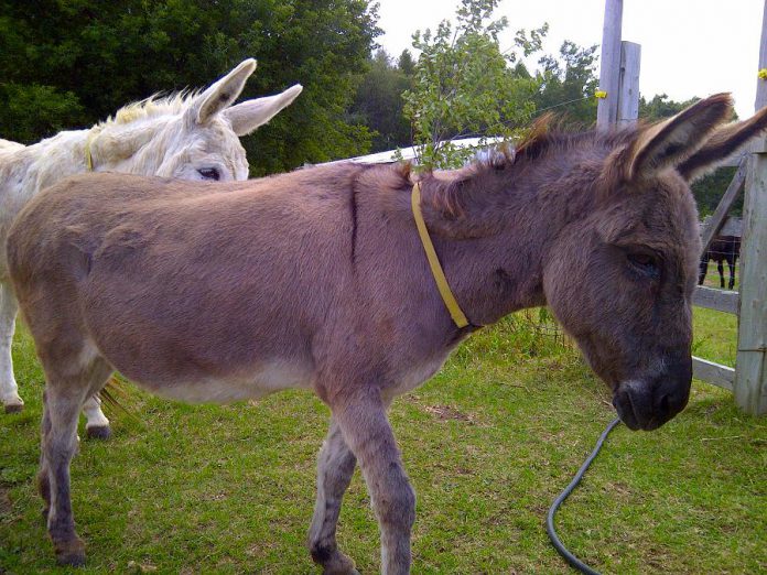 Two of the donkeys who call PrimRose Donkey Sanctuary home (photo: PrimRose Donkey Sanctuary)
