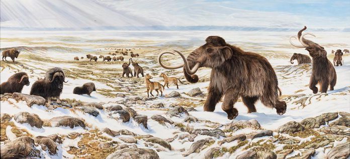A winter scene imagined in Beringia (the land bridge between Siberia and North Amercica) around 20,000 years ago ... including woolly mammoths (illustration: George Teichmann / Government of Yukon)