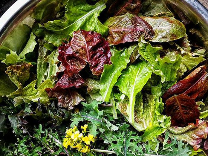 Lettuces, kale. and an edible bok choi flower make for a colourful winter salad. These were harvested last March during a snow flurry. (Photo: Tiny Farm)