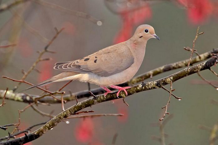 Mourning dove