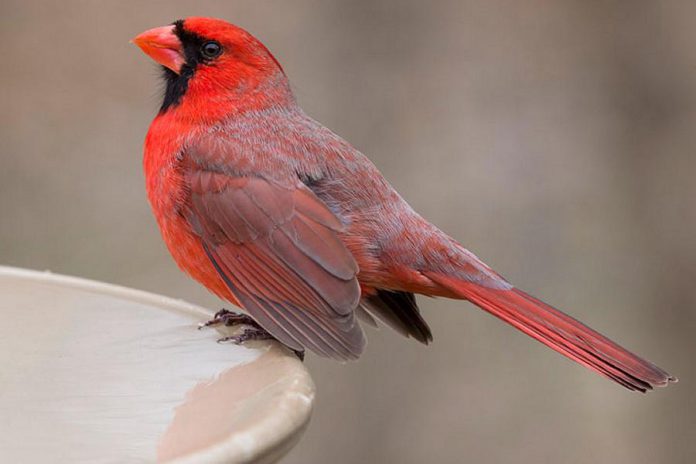 Northern cardinal