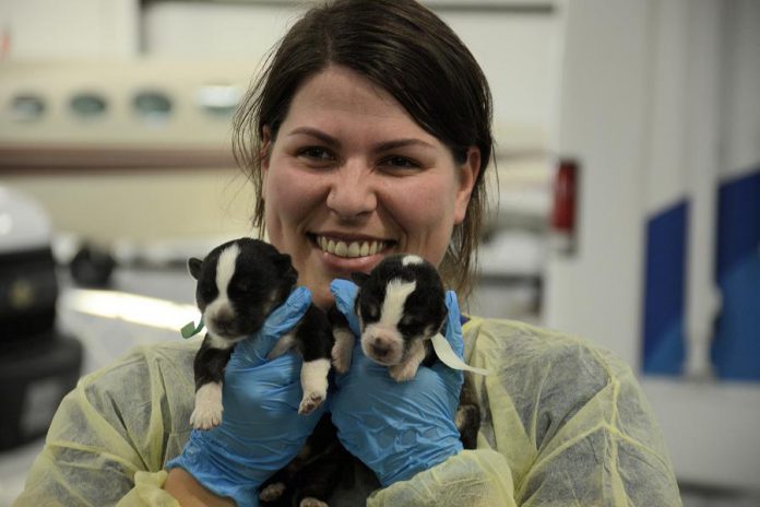 Jenn Tucker, Hospital Manager at Sherbrooke Heights Animal Hospital, holds two of the 58 dogs that were flown from northern Ontario to Peterborough in October 2016 to find their forever homes. The Peterborough Humane Society wants to ensure it can continue to accommodate large transfers of dogs like this one and is raising funds to build a first-of-its-kind provincial dog rehabilitation centre in Peterborough. The centre would also house the Society's shelter, a pet adoption and education centre, and a high-volume regional spay and neuter clinic. (Photo: Eva Fisher / kawarthaNOW)