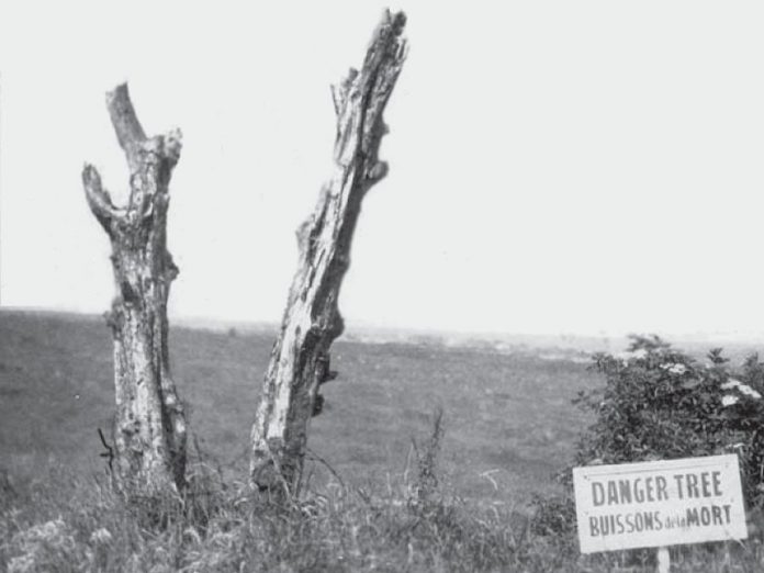 The original danger tree at Beaumont-Hamel in France. The gnarled tree marked the spot halfway down the battlefield where German machine gun and artillery fire was the most intense, and it was where most of the 1st Newfoundland Regiment would fall on July 1, 1916. Within 30 minutes, the regiment suffered a crippling 324 killed and 386 wounded, out of a total of 801 soldiers.  While the danger tree survived WWI, it eventually was replaced with a replica that now stands at the same spot in Newfoundland Memorial Park at Beaumont-Hamel.