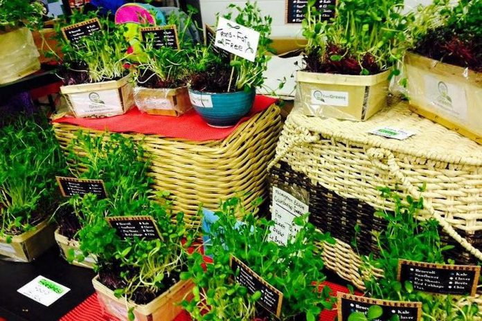 Tiny Greens has been selling microgreens for two years (supplied photo)