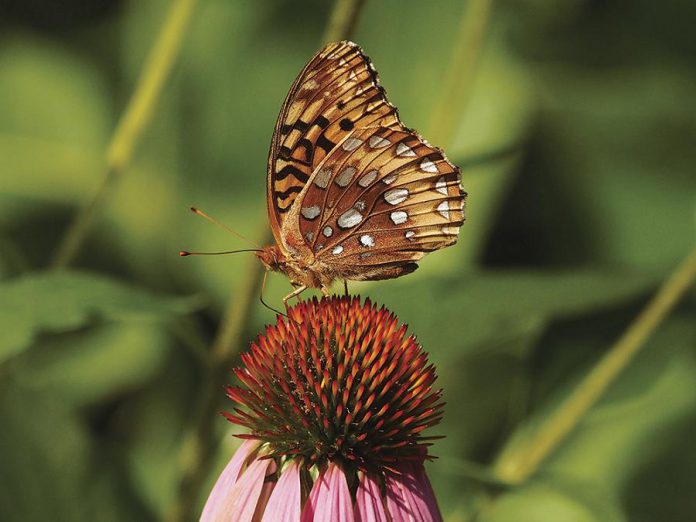 This photograph by naturalist Drew Monkman is part of the Making the Invisible Visible exhibit on display on "The Pollinators Pathway" during SPARK (photo courtesy of SPARK Photo Festival)