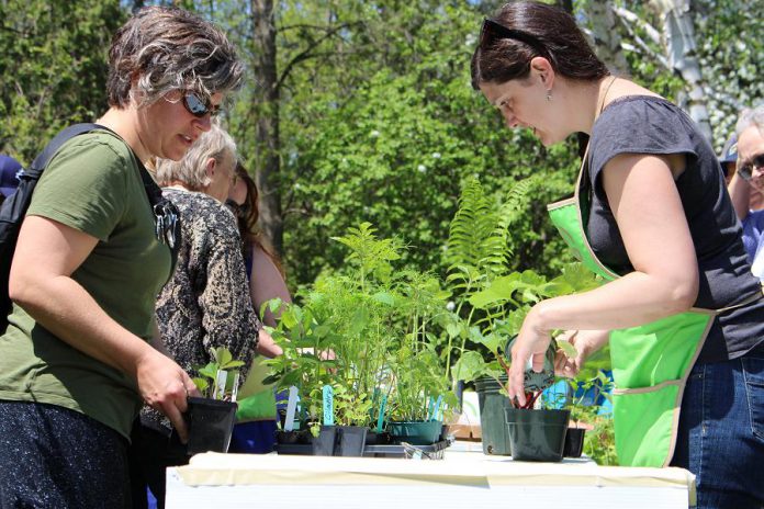 The GreenUP Ecology Park Market sells locally grown and native varieties of plants for your garden. Planting food in your garden reduces the distance it has to go to get to your table, and choosing local varieties that are suited to our climatic conditions reduces the amount of water needed to allow them to thrive.