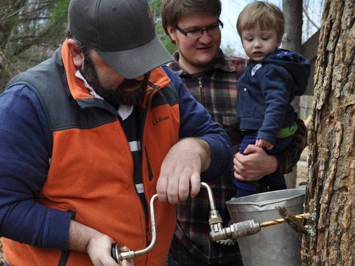 Tapping the trees at McLean Berry Farm (photo: McLean Berry Farm / Facebook)