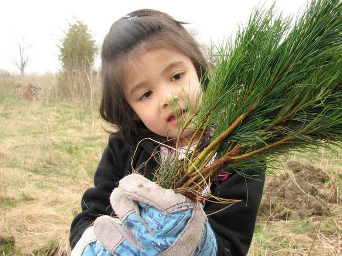 Otonabee Conservation's Tree Seedling Program allows watershed landowners to order trees and shrubs from a selection of species, that you can plant to reforest land or add to the biodiversity of your forest property (photo: Otonabee Conservation)