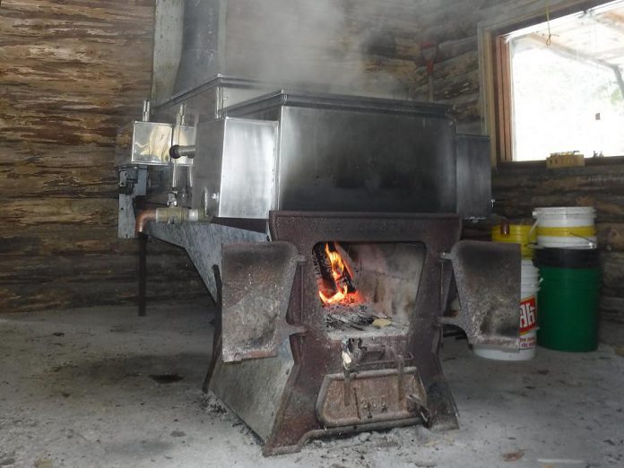 Learn all about the tradition of maple syrup production at Ganaraska Forest Centre on April 1 (photo courtesy of GRCA)
