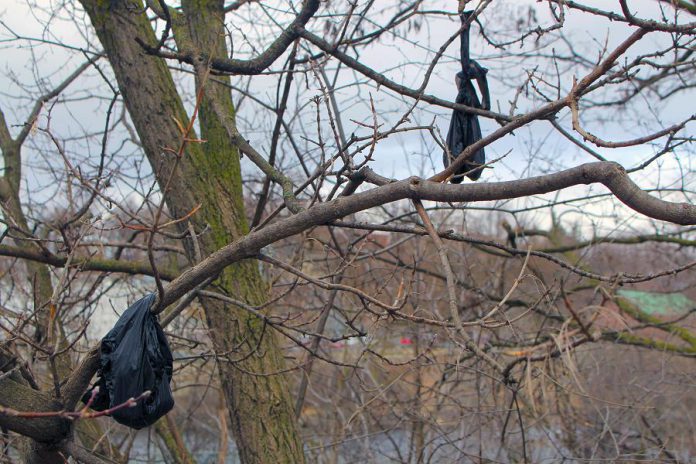 What NOT to do with your dog poop: more than a dozen dog waste bags hang in the trees along Driscoll Terrace in East City, just 40 metres from the Otonabee River. Pet waste is quite visible this time of year as it emerges after being left behind during winter months. In spring, rainwater can carry animal waste into our storm drains, polluting waterways and beaches. Ideally, dog waste should be scooped and flushed so that it can be processed at the Water Treatment Plant. (Photo: GreenUP)