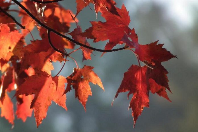 In celebration of Canada's 150th Anniversary, Selwyn Township residents can apply to receive one of the 150 Maple Trees available. 