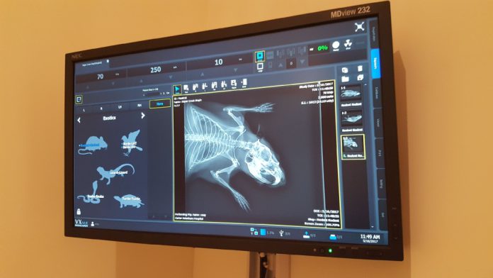 An x-ray of George the muskrat, who had extensive injuries.  George died on May 17. (Photo: Soper Creek Wildlife Rescue)