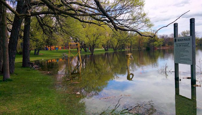 As a result of all May rain, the waters of Little Lake have claimed the beach area at Rogers Cove in Peterborough's East City.  With climate change, we can expect more extreme weather events resulting in more flooding and more drought conditions in the  community. (Photo: Bruce Head / kawarthaNOW)