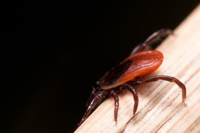 A blacklegged tick (also known as a deer tick) on a straw. The ticks can be as small as a sesame seed and their bites are usually painless, so it's important to carefully inspect your clothing and skin for ticks after you've been in the outdoors.