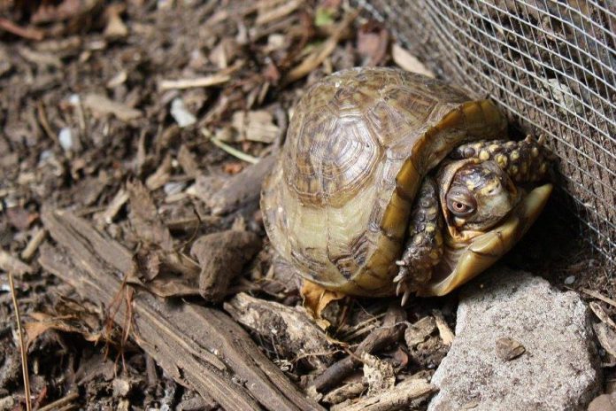 Chubby is unique in that his shell did not fully develop, and he has ongoing medical conditions.  (Photo: Riverview Park & Zoo)