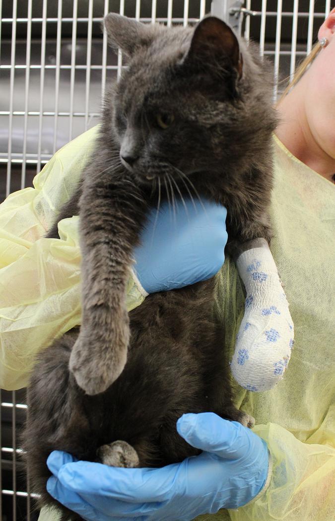Forrest the cat is a stray who was found injured on North Asphodel 5th Line and brought into the Peterborough Humane Society. Further examination showed he had been shot in the leg and will have to have it amputated. (Photo: Peterborough Humane Society)