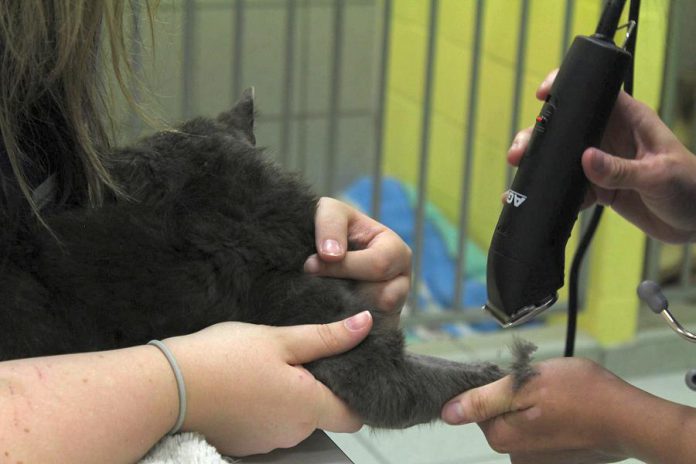 Forrest being prepped for his surgery. (Photo: Peterborough Humane Society)