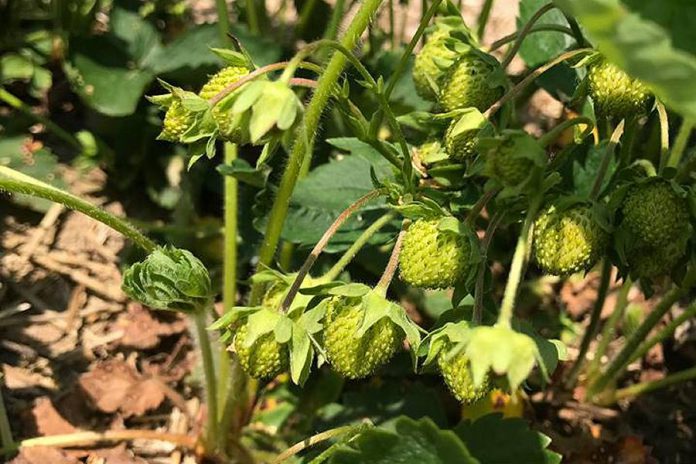 Slow-growing berries make for a longer season, and Erin McLean is optimistic about this year's berry season. (Photo: McLean Berry Farm)